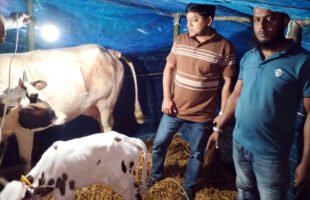 গৌরনদীতে সিজারে গাভীর বাচ্চার জন্ম